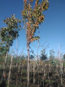 Prunus ser. 'Amanogawa' 30-35 STA WRB 4 X V