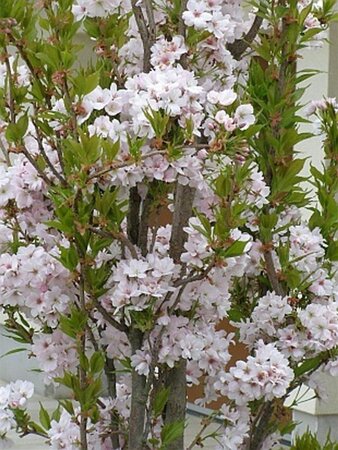 Prunus ser. 'Amanogawa' 6-8 Hoogstam wortelgoed - afbeelding 1