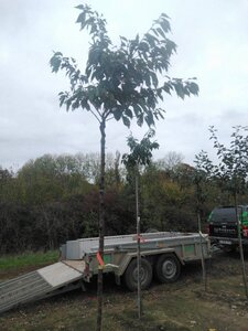 Prunus sargentii 10-12 Hoogstam wortelgoed