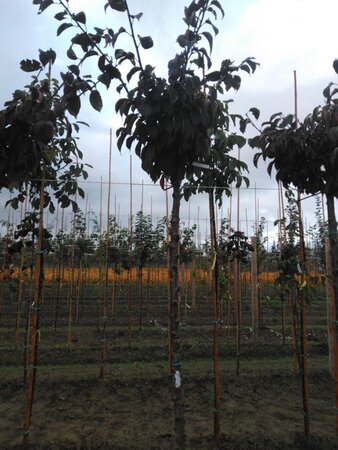 Prunus sargentii 12-14 Hoogstam wortelgoed 2 X verplant - afbeelding 2
