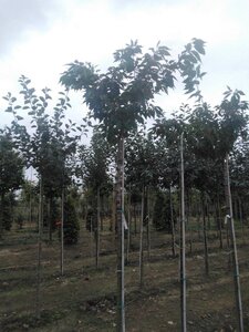 Prunus sargentii 12-14 Hoogstam wortelgoed 2 X verplant