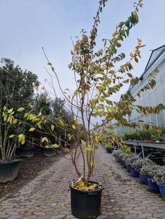Prunus subh. 'Autumnalis Rosea' 250-300 cm container meerstammig - afbeelding 2