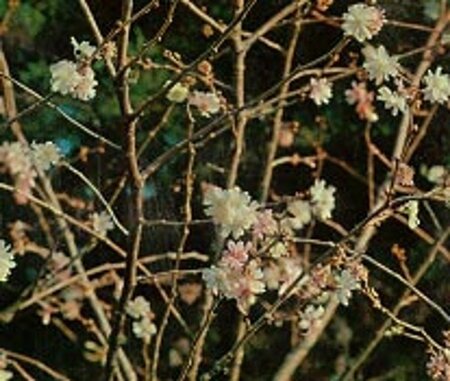 Prunus subh. 'Autumnalis Rosea' 250-300 cm container meerstammig - afbeelding 1