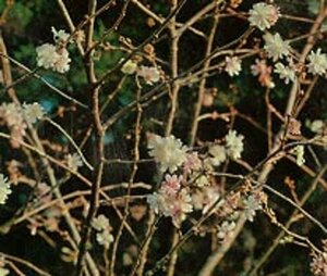 Prunus subh. 'Autumnalis Rosea' 250-300 cm container meerstammig