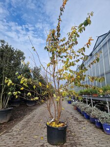 Prunus subh. 'Autumnalis Rosea' 250-300 cm container meerstammig - afbeelding 3