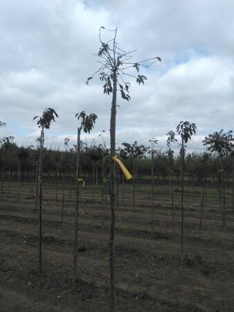 Prunus subh. 'Autumnalis Rosea' 6-8 Hoogstam wortelgoed - afbeelding 1