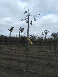 Prunus subh. 'Autumnalis Rosea' 6-8 Hoogstam wortelgoed