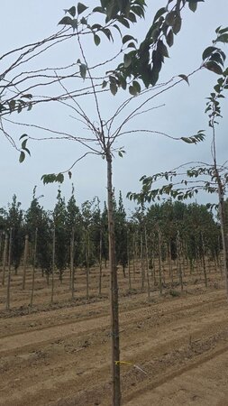 Prunus subh. 'Autumnalis Rosea' 6-8 Hoogstam wortelgoed - afbeelding 2