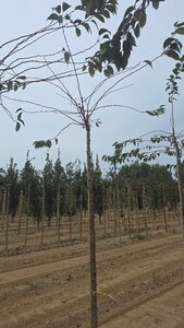 Prunus subh. 'Autumnalis Rosea' 6-8 Hoogstam wortelgoed - afbeelding 2