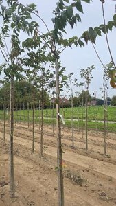 Prunus subh. 'Autumnalis' 8-10 STA4 BR