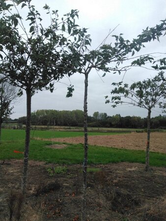 Prunus ser. 'Fugenzo'=Shirofugen 14-16 Hoogstam wortelgoed 2 X verplant - afbeelding 4