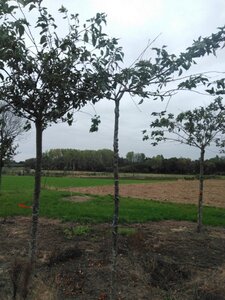 Prunus ser. 'Fugenzo'=Shirofugen 14-16 Hoogstam wortelgoed 2 X verplant - afbeelding 4