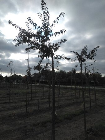 Prunus ser. 'Fugenzo'=Shirofugen 14-16 Hoogstam wortelgoed 2 X verplant - afbeelding 5