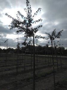 Prunus ser. 'Fugenzo'=Shirofugen 14-16 Hoogstam wortelgoed 2 X verplant - afbeelding 5