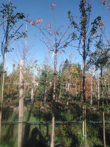 Prunus ser. 'Fugenzo'=Shirofugen 16-18 Hoogstam BAG - afbeelding 4