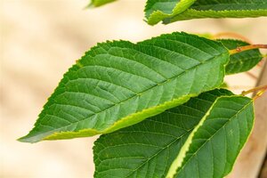 Prunus ser. 'Fugenzo'=Shirofugen 25-30 Hoogstam draadkluit 3 X verplant - afbeelding 2