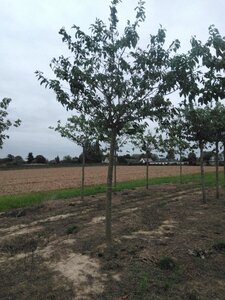 Prunus ser. 'Fugenzo'=Shirofugen 30-35 Hoogstam draadkluit 4 X verplant - afbeelding 4