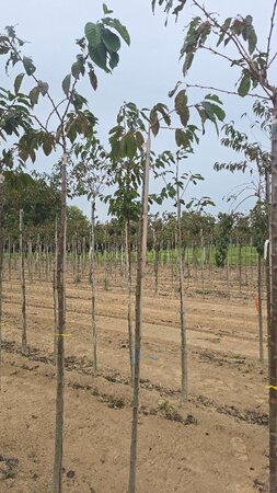 Prunus ser. 'Fugenzo'=Shirofugen 6-8 Hoogstam wortelgoed - afbeelding 5