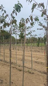 Prunus ser. 'Fugenzo'=Shirofugen 6-8 Hoogstam wortelgoed - afbeelding 5