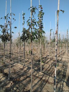 Prunus ser. 'Fugenzo'=Shirofugen 6-8 Hoogstam wortelgoed - afbeelding 4