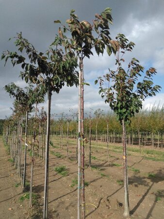 Prunus ser. 'Fugenzo'=Shirofugen 8-10 Hoogstam wortelgoed - afbeelding 4