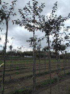 Prunus subh. 'Fukubana' 8-10 Hoogstam wortelgoed