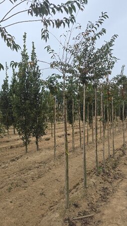 Prunus subh. 'Fukubana' 8-10 Hoogstam wortelgoed - afbeelding 3