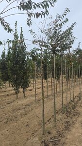 Prunus subh. 'Fukubana' 8-10 Hoogstam wortelgoed - afbeelding 3