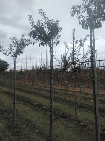 Prunus subh. 'Fukubana' 8-10 Hoogstam wortelgoed - afbeelding 2