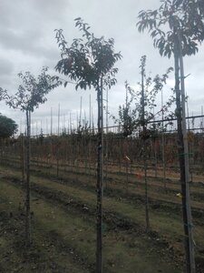 Prunus subh. 'Fukubana' 8-10 STA4 BR - image 2