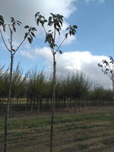 Prunus ser. 'Kanzan' 10-12 Hoogstam wortelgoed - afbeelding 2