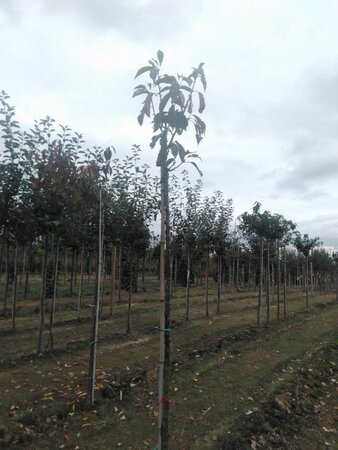 Prunus ser. 'Kanzan' 10-12 Hoogstam wortelgoed - afbeelding 1