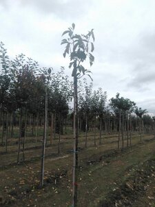 Prunus ser. 'Kanzan' 10-12 Hoogstam wortelgoed