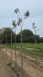 Prunus ser. 'Kanzan' 8-10 Hoogstam wortelgoed - afbeelding 2