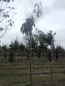 Prunus ser. 'Kanzan' 8-10 Hoogstam wortelgoed - afbeelding 3