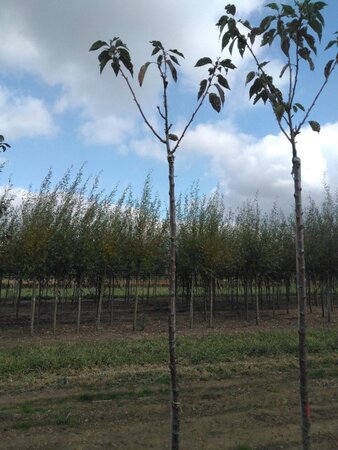 Prunus ser. 'Kanzan' 8-10 Hoogstam wortelgoed - afbeelding 1