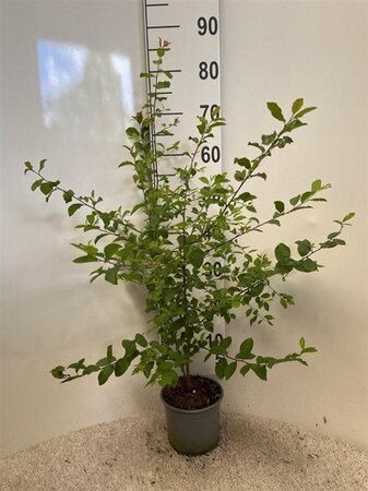 Prunus spinosa 40-60 cm cont. 2,0L - afbeelding 1