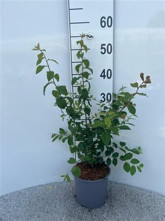 Prunus spinosa 40-60 cm cont. 2,0L - afbeelding 2