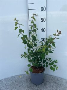 Prunus spinosa 40-60 cm cont. 2,0L - afbeelding 2