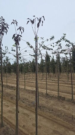 Prunus ser. 'Royal Burgundy' 6-8 Hoogstam wortelgoed