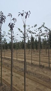 Prunus ser. 'Royal Burgundy' 6-8 Hoogstam wortelgoed