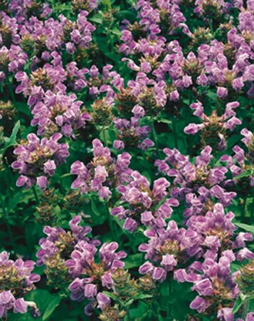 Prunella grandiflora geen maat specificatie 0,55L/P9cm - afbeelding 4