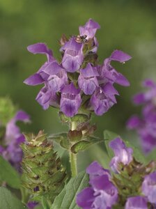 Prunella grandiflora geen maat specificatie 0,55L/P9cm - afbeelding 5