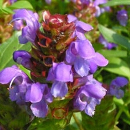Prunella grandiflora geen maat specificatie 0,55L/P9cm - afbeelding 6
