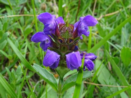 Prunella grandiflora geen maat specificatie 0,55L/P9cm - afbeelding 2