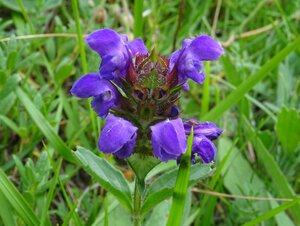 Prunella grandiflora geen maat specificatie 0,55L/P9cm - afbeelding 2