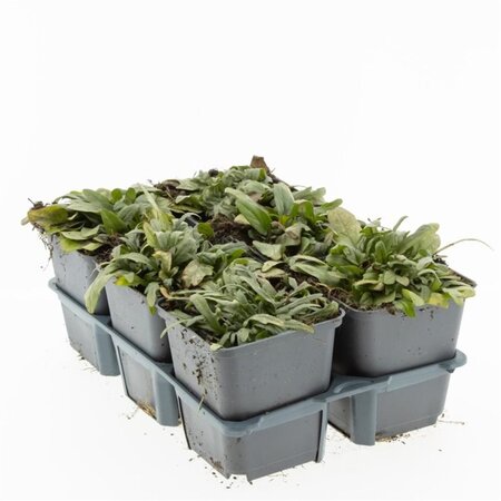 Prunella grandiflora geen maat specificatie 0,55L/P9cm - afbeelding 4