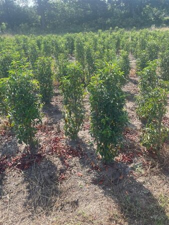 Prunus lusitanica 'Angustifolia' 100-125 cm met kluit - afbeelding 11