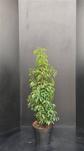 Prunus lusitanica 'Angustifolia' 100-125 cm met kluit - afbeelding 15