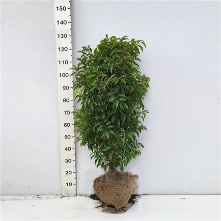 Prunus lusitanica 'Angustifolia' 100-125 cm met kluit - afbeelding 12